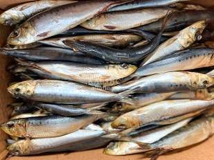 Мясные снеки: Сельдь Иваси х\к